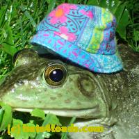 /home//u458753944/public_html/sourcegallery///////Frogs/More bullfrogs/P6020091.JPG